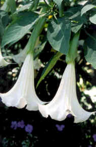 Angel's Trumpet