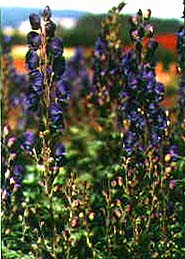 Aconitum napellus