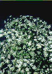 Ammi majus