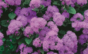 Ageratum houstonianum 'Florist Blue'