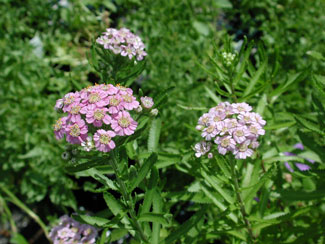 Achillea siberica var. camtschatica 'Love Parade'