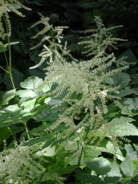 Aruncus dioicus