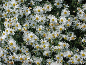 Boltonia asteroides v. latisquama