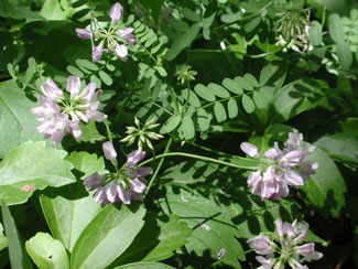 Coronilla varia