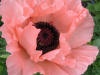 Papaver orientale "Princess Victoria Louise'