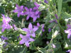 Campanula portenschlagiana