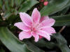 Lewisia Longipetala-Hybr. 'Little Plum'