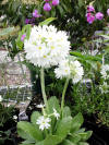 Primula denticulata 'Alba'