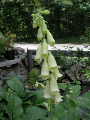 Digitalis ambigua