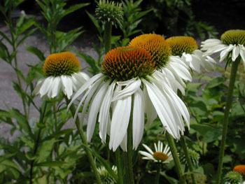 Echinacea purpurea 'White Swan'