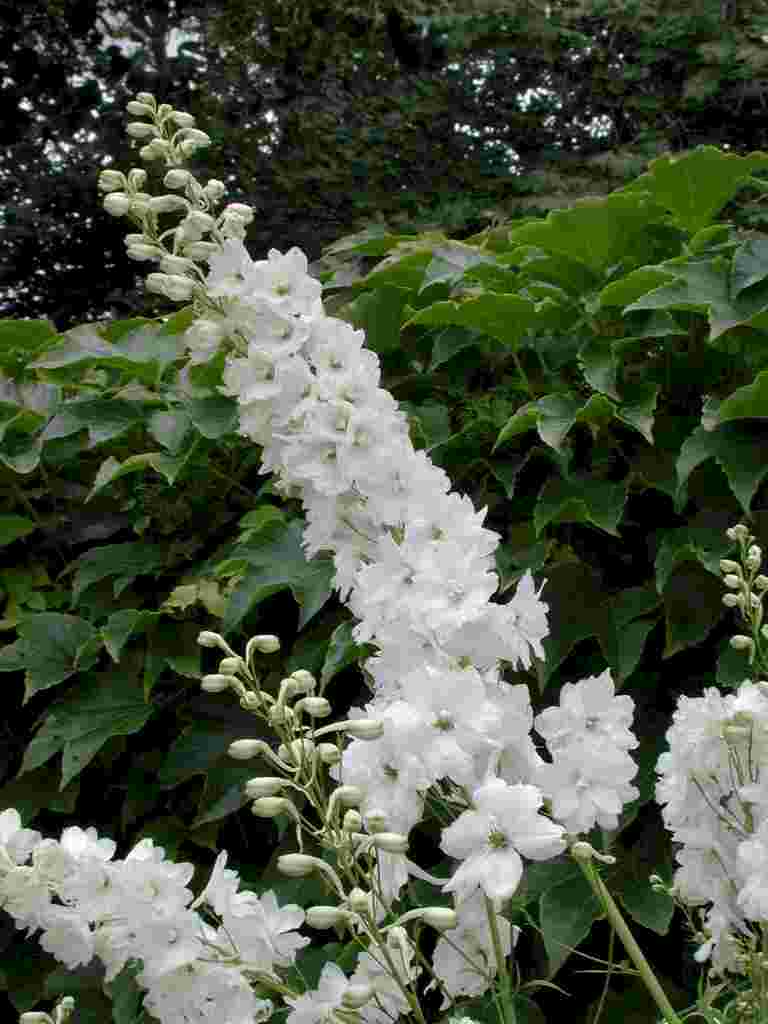 Delphinium 'Galahad'