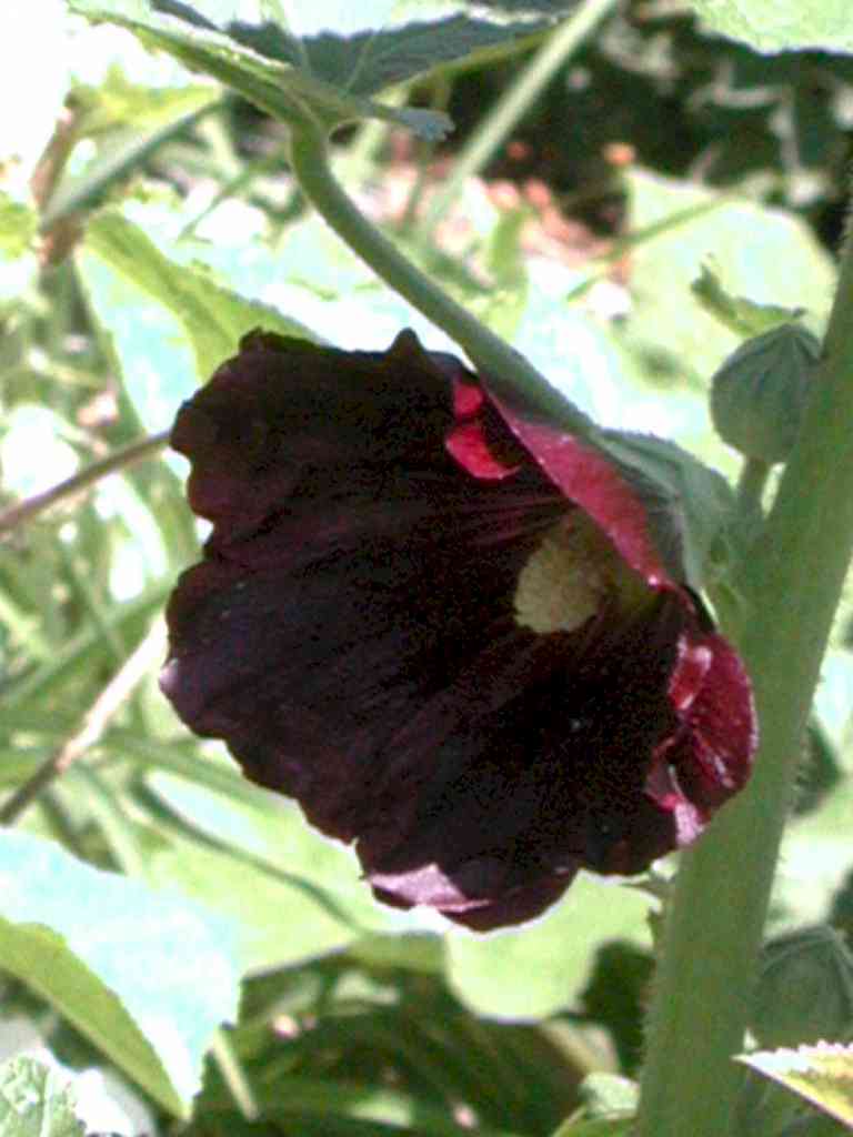 Alcea rosea v. nigra