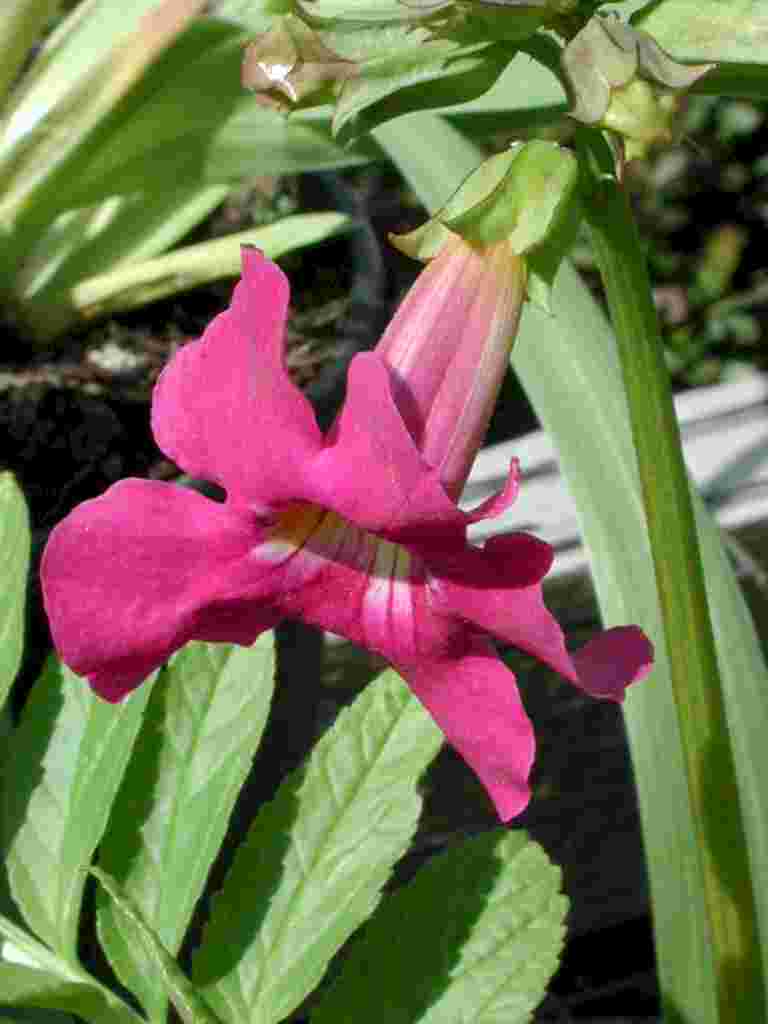 Incarvillea delavayi