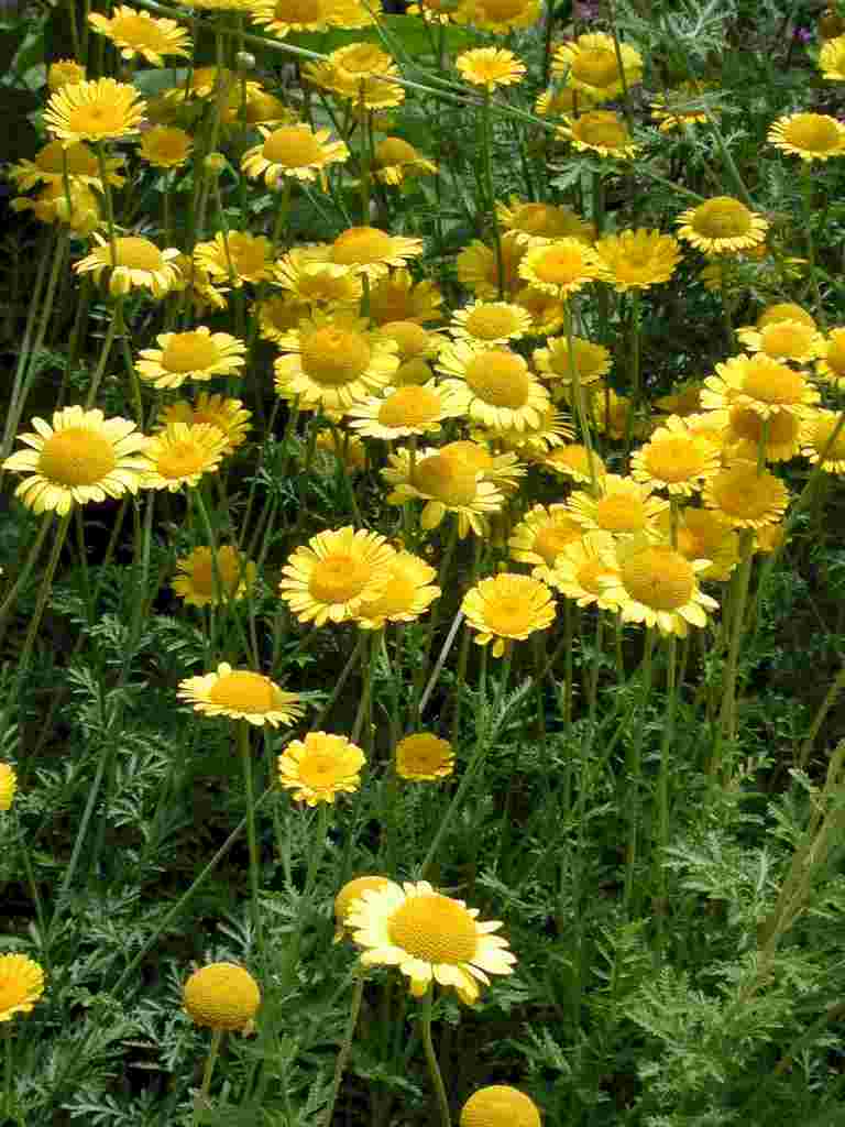 Anthemis tinctoria