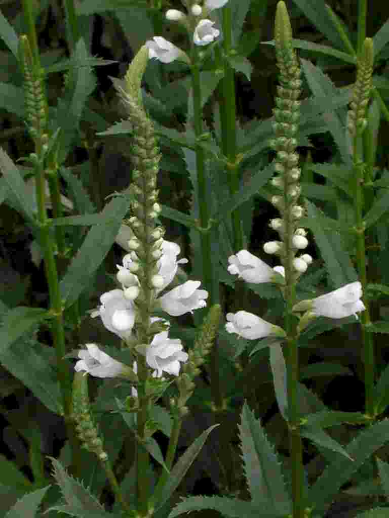 Physostegia virginiana