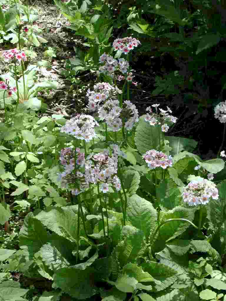 Primula japonica 'Alba'