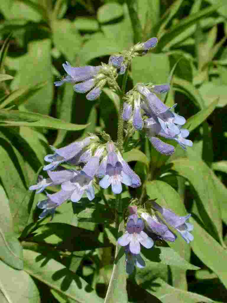 Adenophora bulleyana