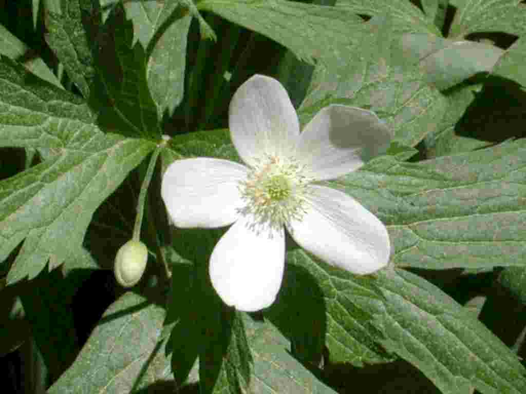 Anemone canadensis