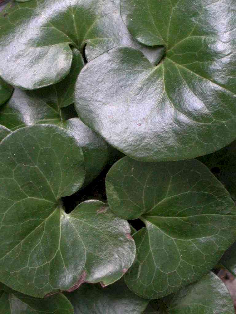 Asarum europaeum