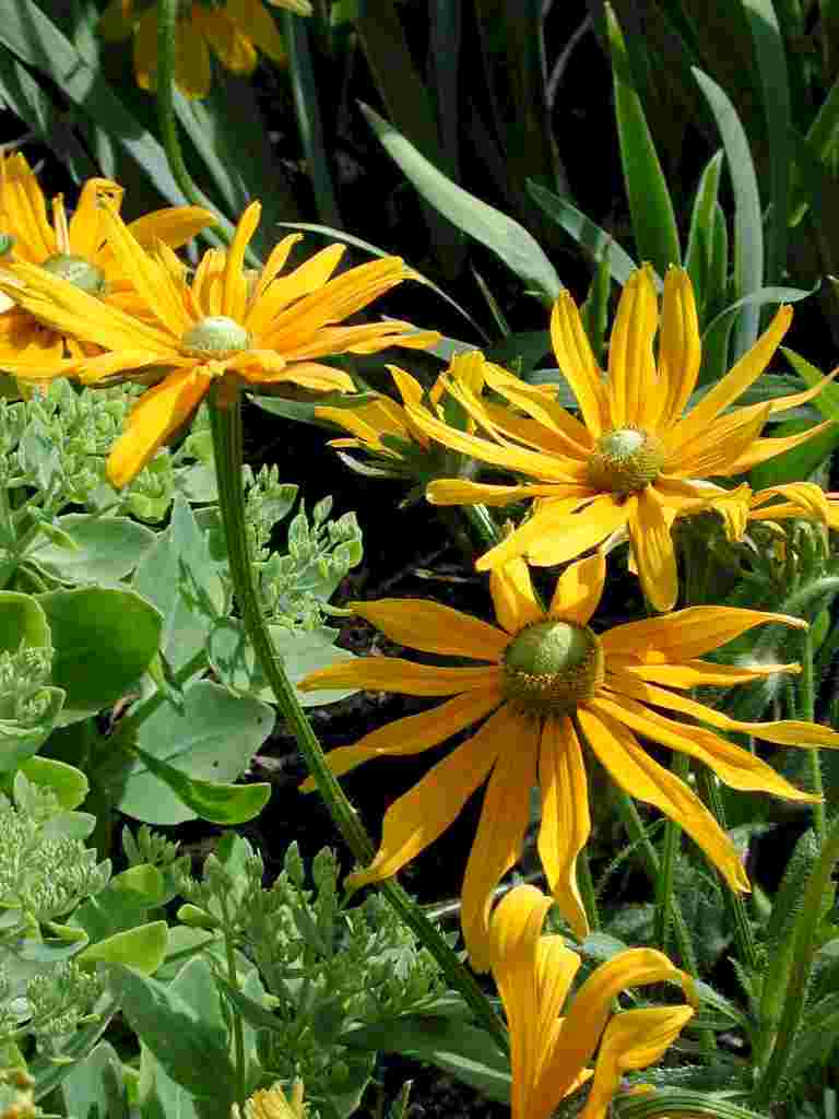 Rudbeckia hirta 'Irish Eyes'