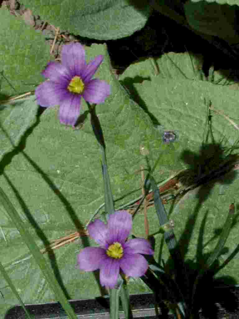 Sisyrinchium angustifolium
