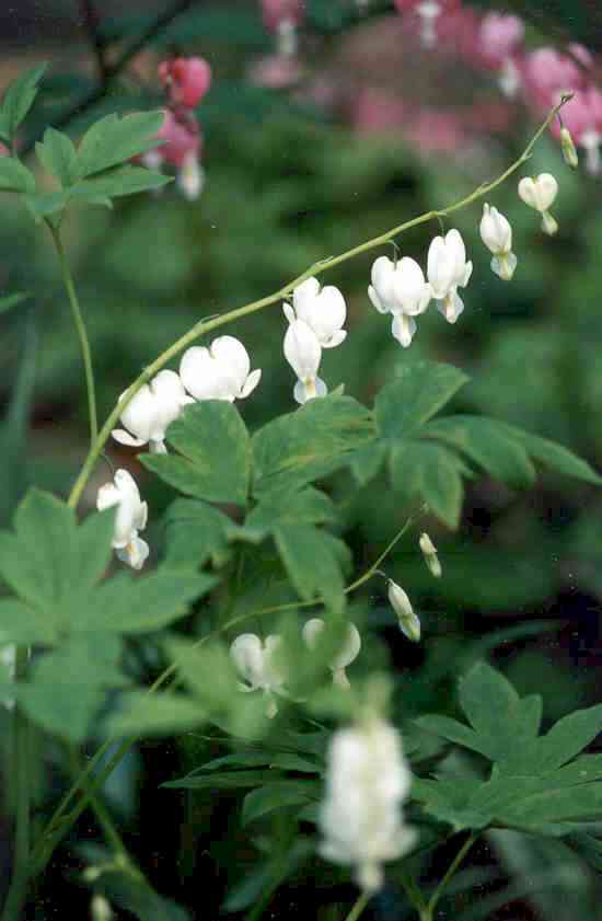 Dicentra spectabilis 'White Heart'