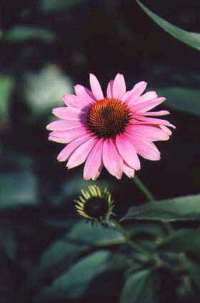 Echinacea purpurea