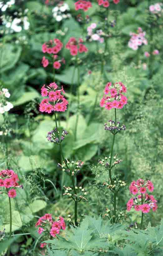 Primula japonica 'Millers Crimson'
