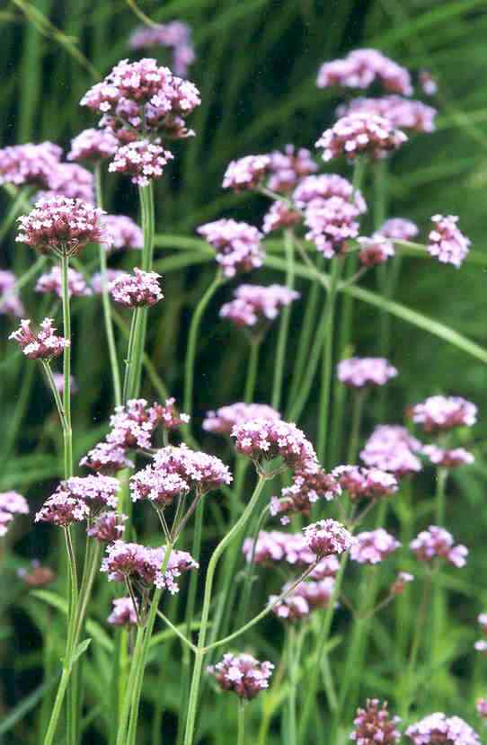 Verbena bonariensis