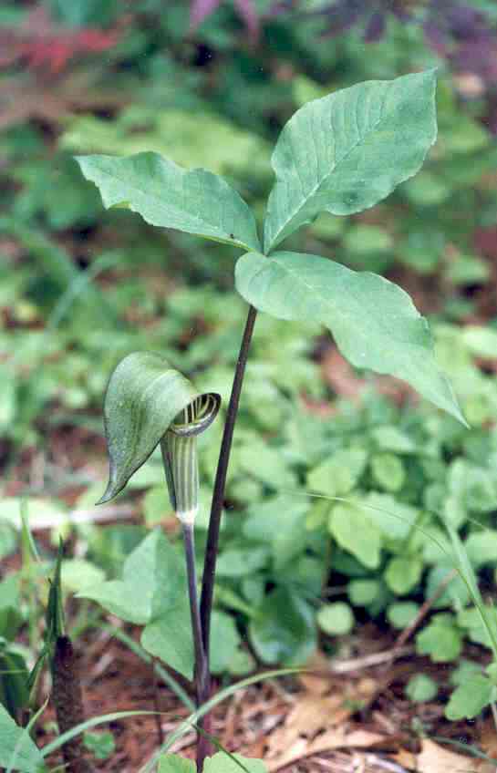 Arisaema triphyllum