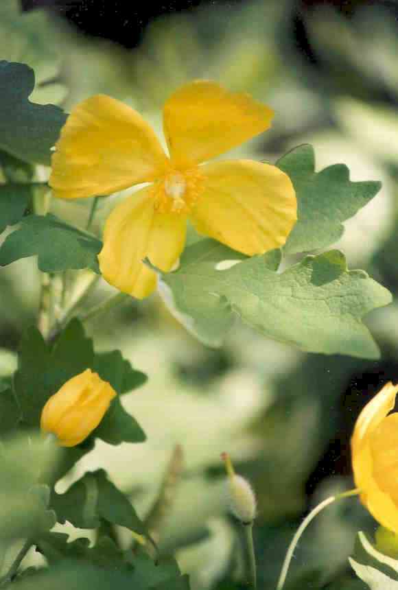 Stylophorum diphyllum