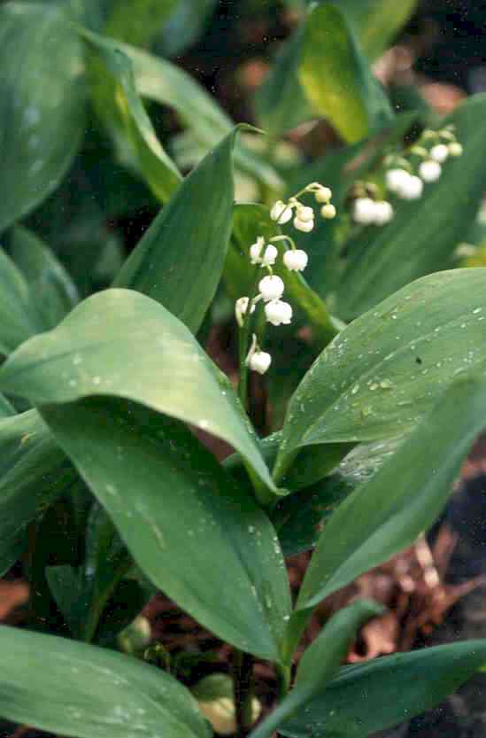 Convallaria majalis