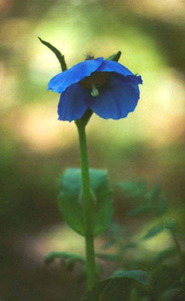 Meconopsis x sheldonii