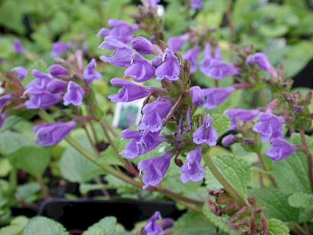 Dracocephalum grandiflorum