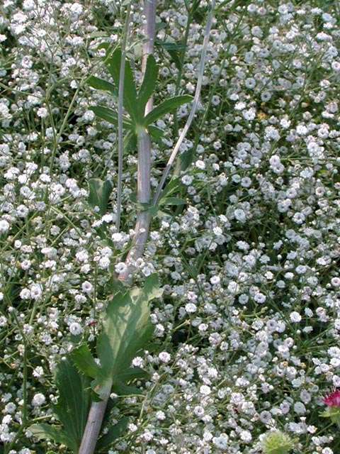 Gypsophila paniculata 'Snowflake'