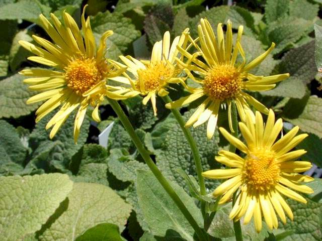 Doronicum orientale 'Magnificum'