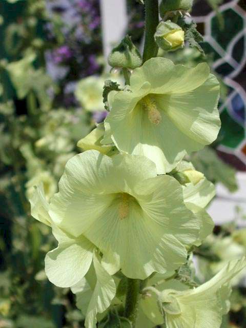Alcea rugosa