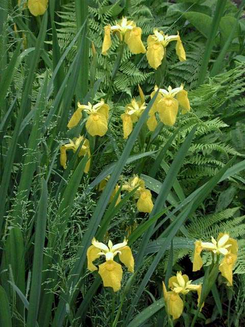 Iris pseudacorus