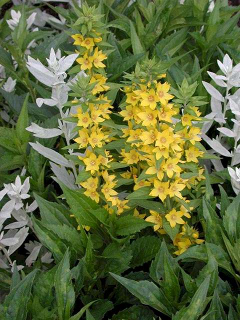 Lysimachia punctata