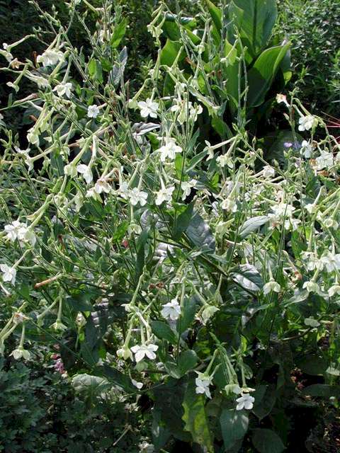 Nicotiana alata