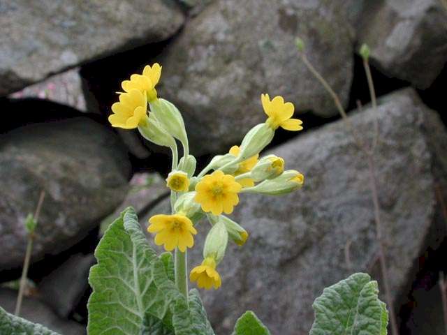 Primula veris