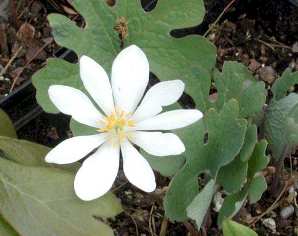 Sanguinaria canadensis