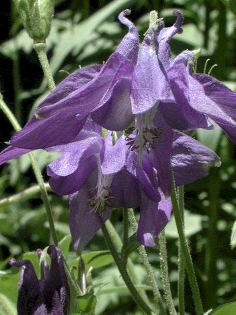Aquilegia alpina