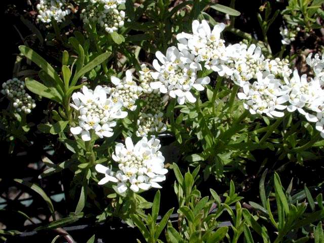 Arabis caucasica
