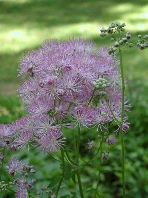 Thalictrum aquilegifolium