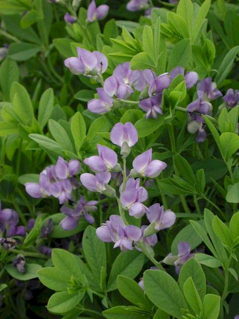 Baptisia australis