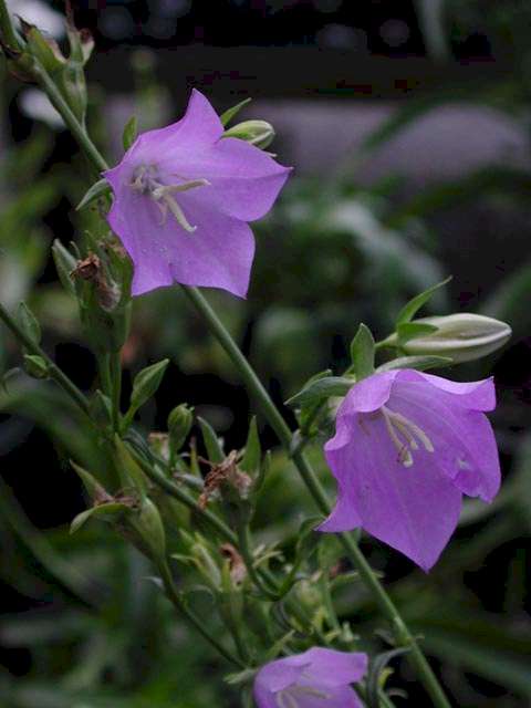 Campanula persicifolia 'Telham Beauty'