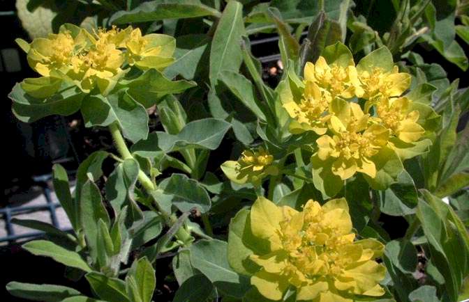 Euphorbia polychroma