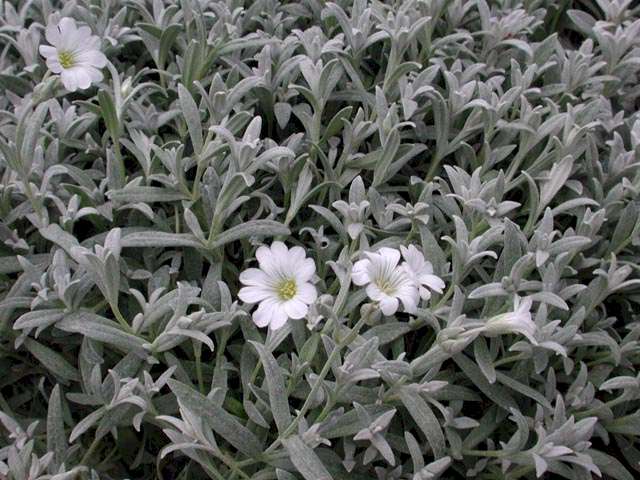 Snow-in-Summer