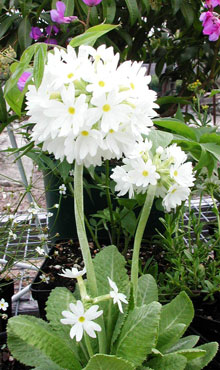 Primula denticulata 'Alba'
